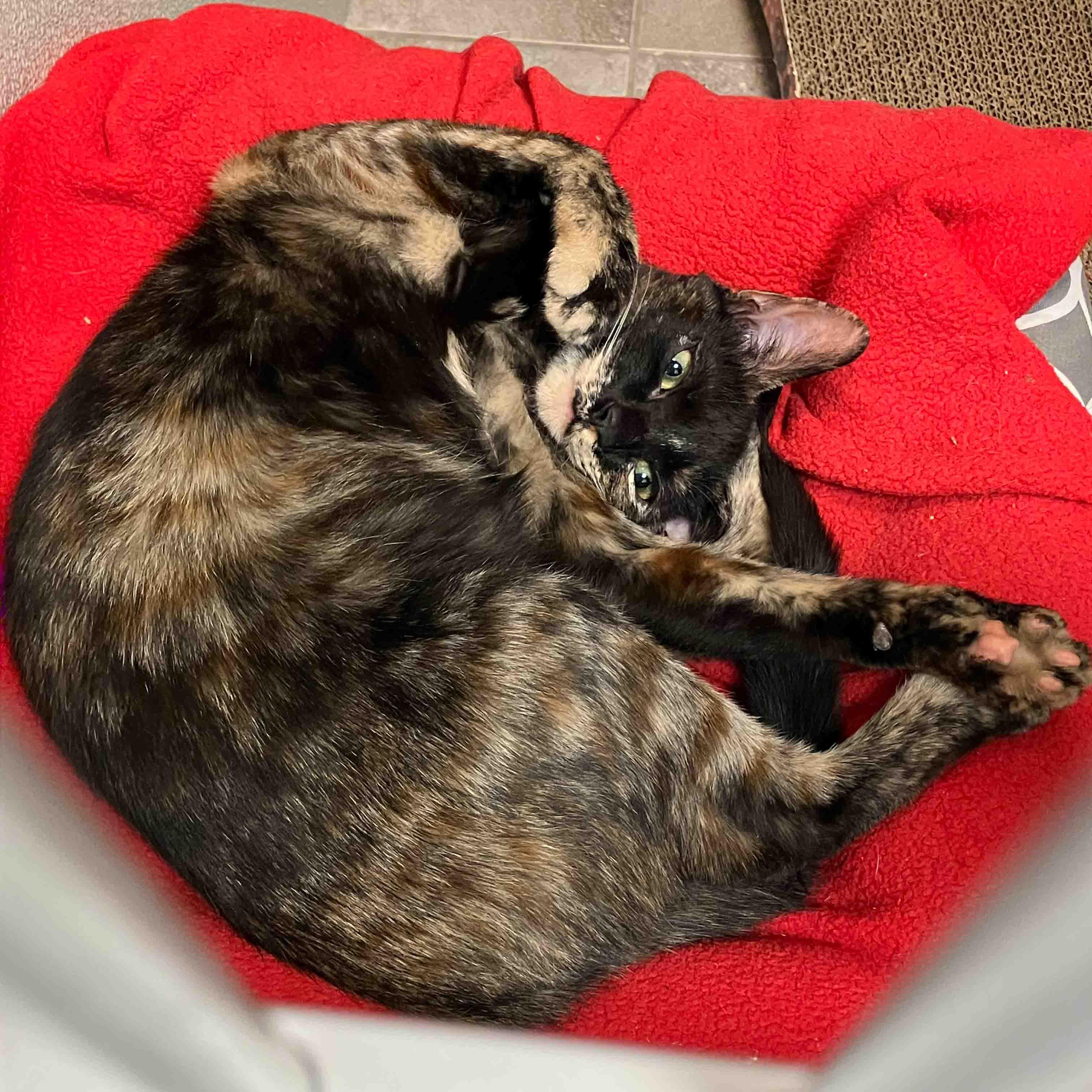 Enlarge Lilo, a ADOPTABLE Tortoiseshell in Stamford, CT image 2/6