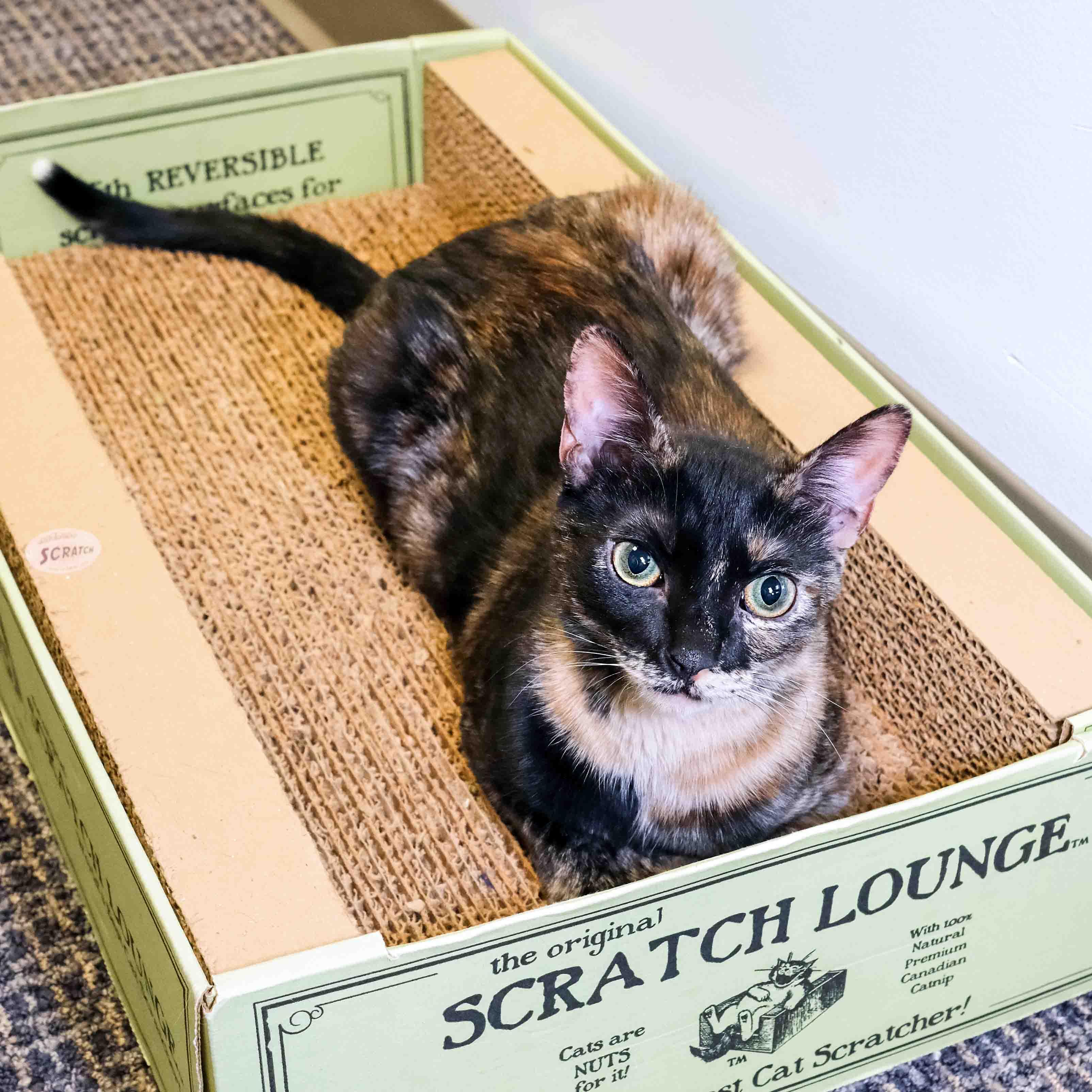 Enlarge Lilo, a ADOPTABLE Tortoiseshell in Stamford, CT image 3/6