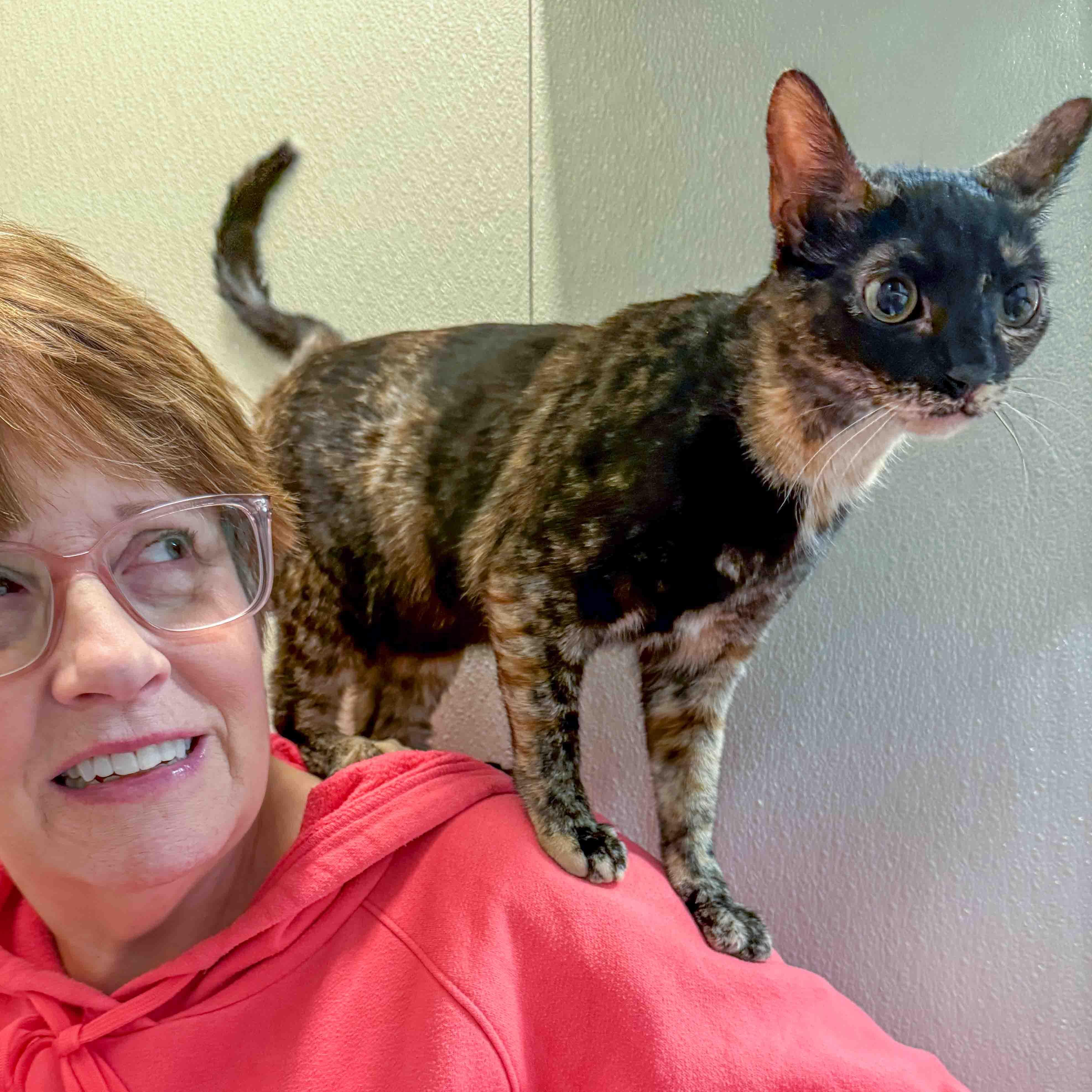 Enlarge Lilo, a ADOPTABLE Tortoiseshell in Stamford, CT image 4/6