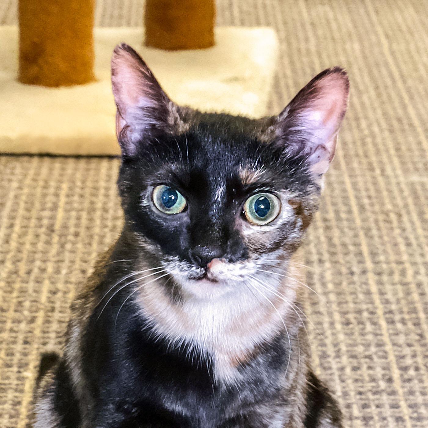 Enlarge Lilo, a ADOPTABLE Tortoiseshell in Stamford, CT image 1/5