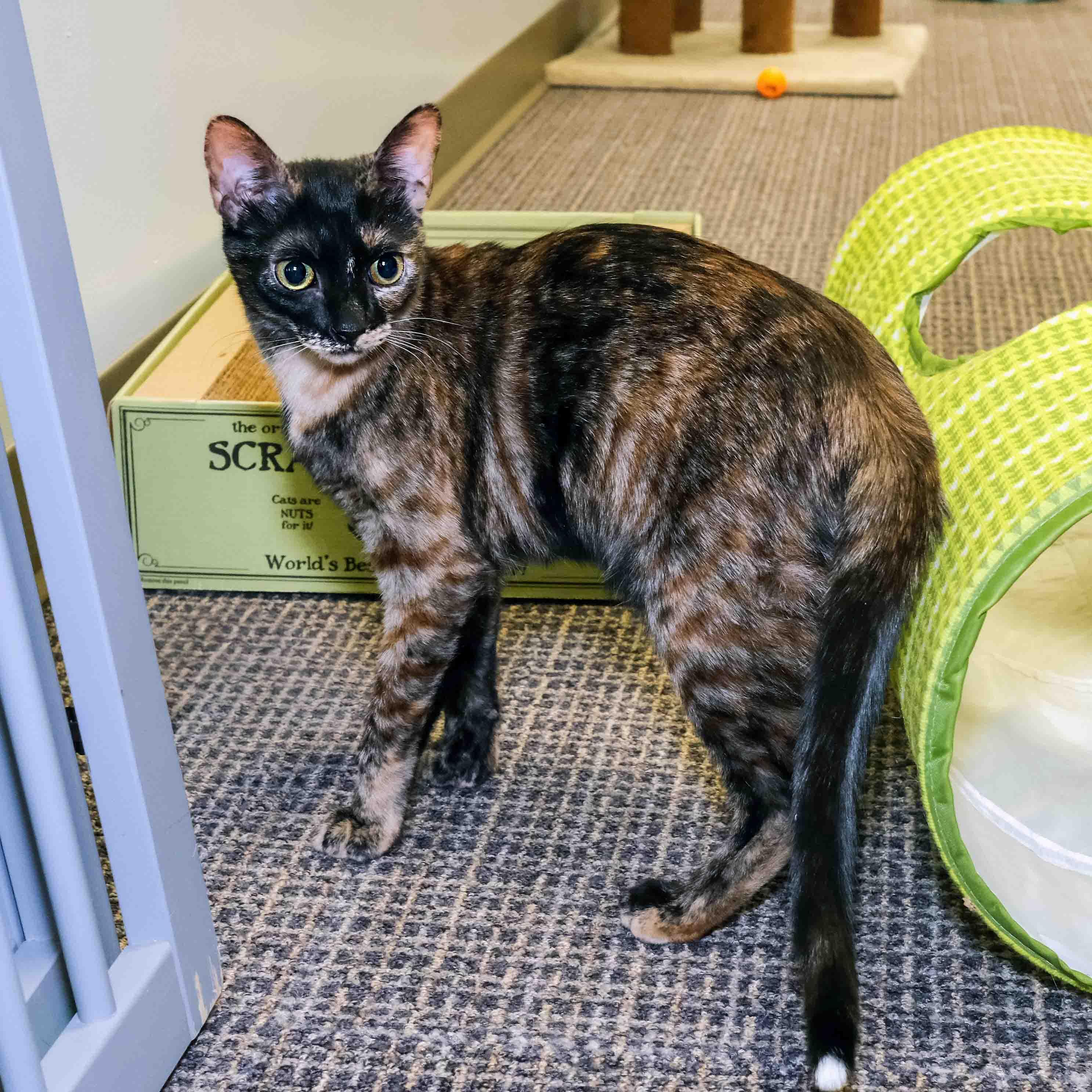 Lilo, ADOPTABLE, Kitten Female Tortoiseshell.