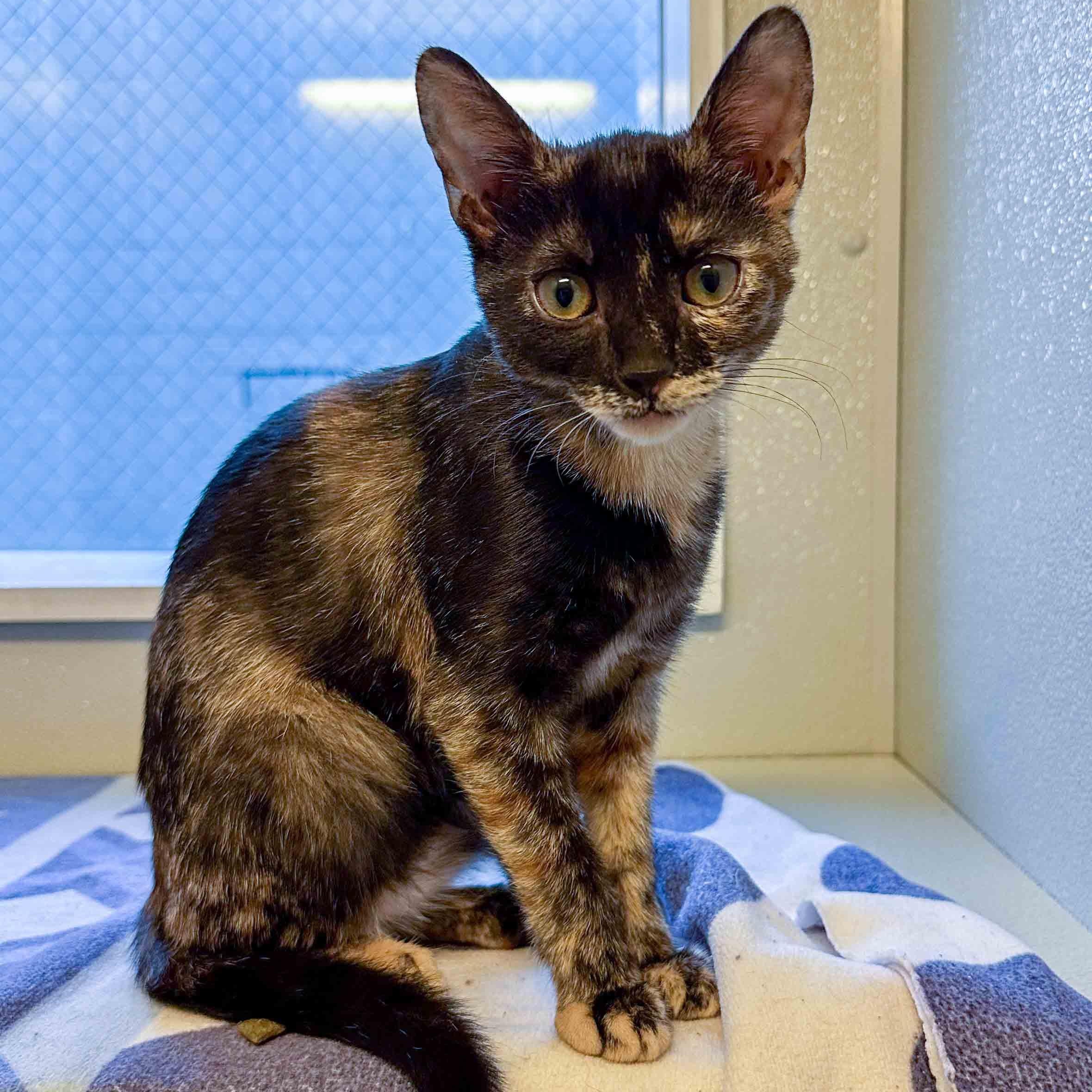 Enlarge Lilo, a ADOPTABLE Tortoiseshell in Stamford, CT image 1/5