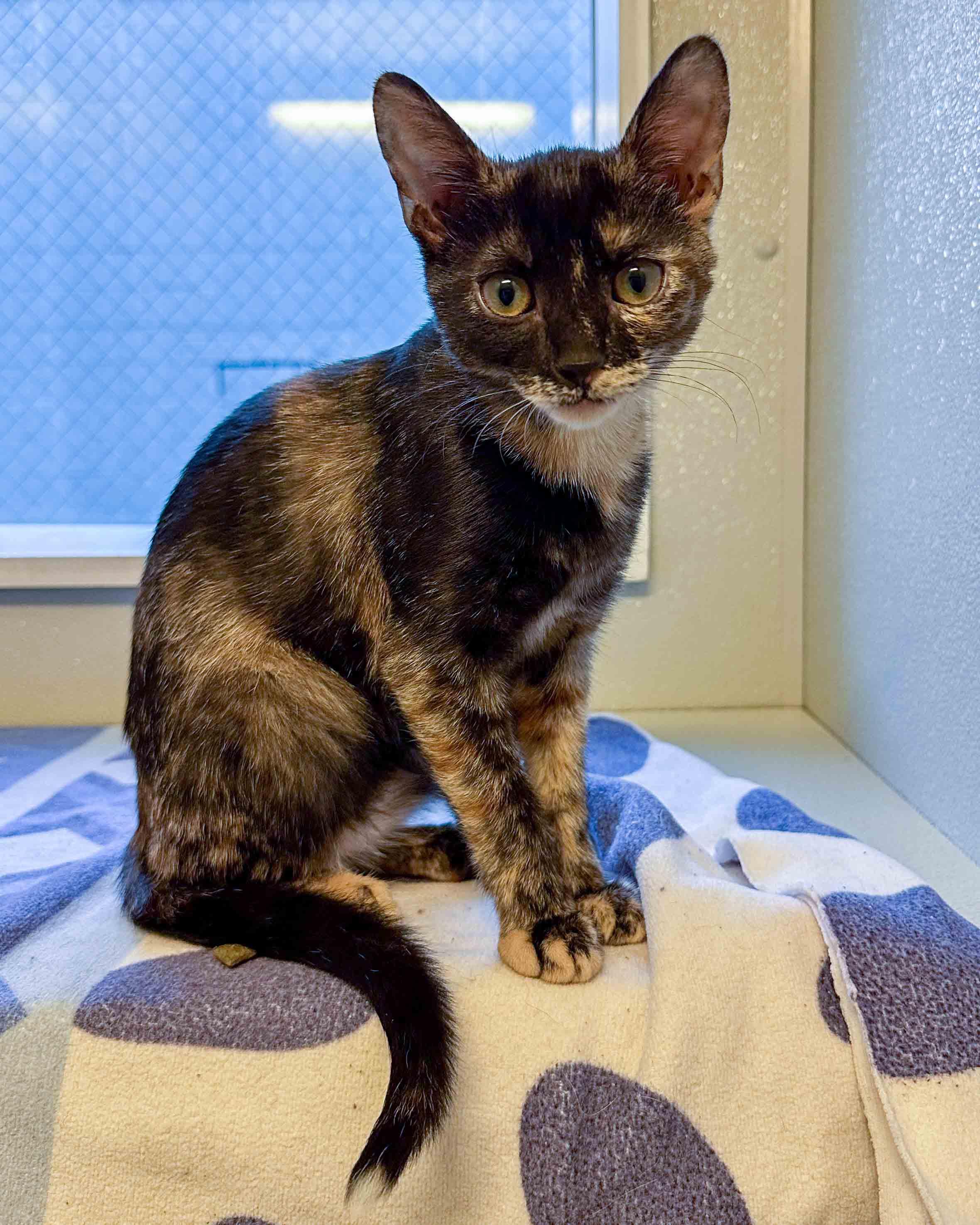 Enlarge Lilo, a ADOPTABLE Tortoiseshell in Stamford, CT image 2/5