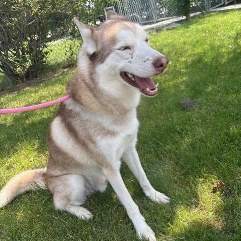 Adonis - Foster to Adopt, an adopted Siberian Husky in Mississauga, ON image 5/6