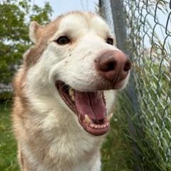 Adonis - Foster to Adopt, an adopted Siberian Husky in Mississauga, ON image 2/6