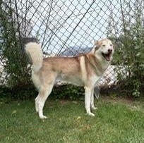 Adonis - Foster to Adopt, an adopted Siberian Husky in Mississauga, ON image 3/6