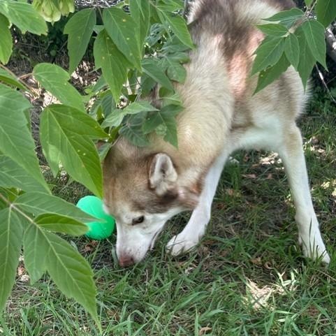 Adonis - Foster to Adopt, an adopted Siberian Husky in Mississauga, ON image 4/6