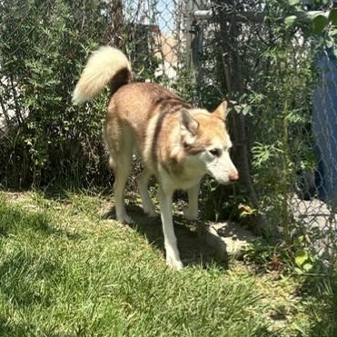 Adonis - Foster to Adopt, an adopted Siberian Husky in Mississauga, ON image 6/6