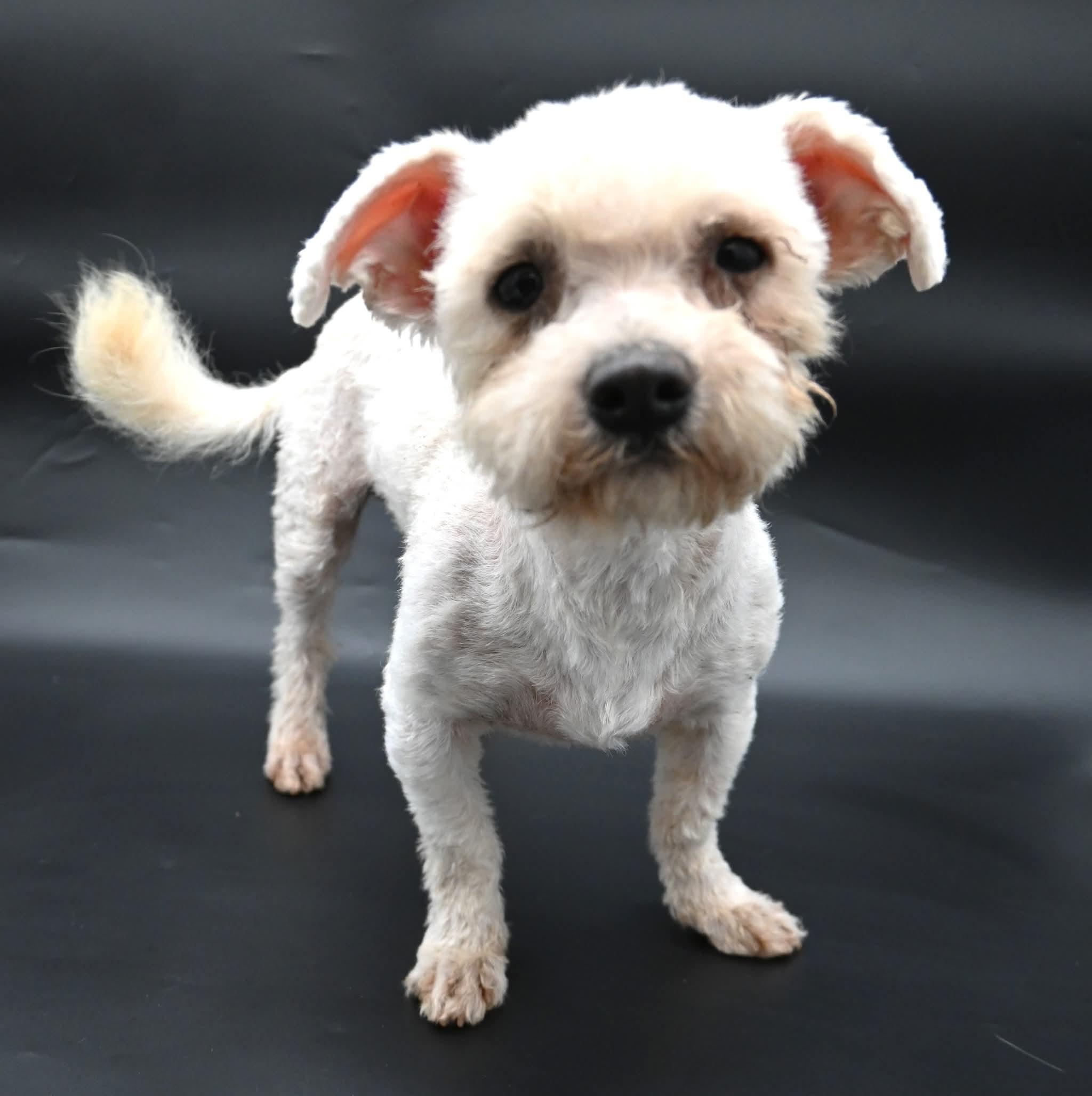 Lorax. ( Super Affectionate), a Adoptable mixed breed in Farmington, CT image 6/6