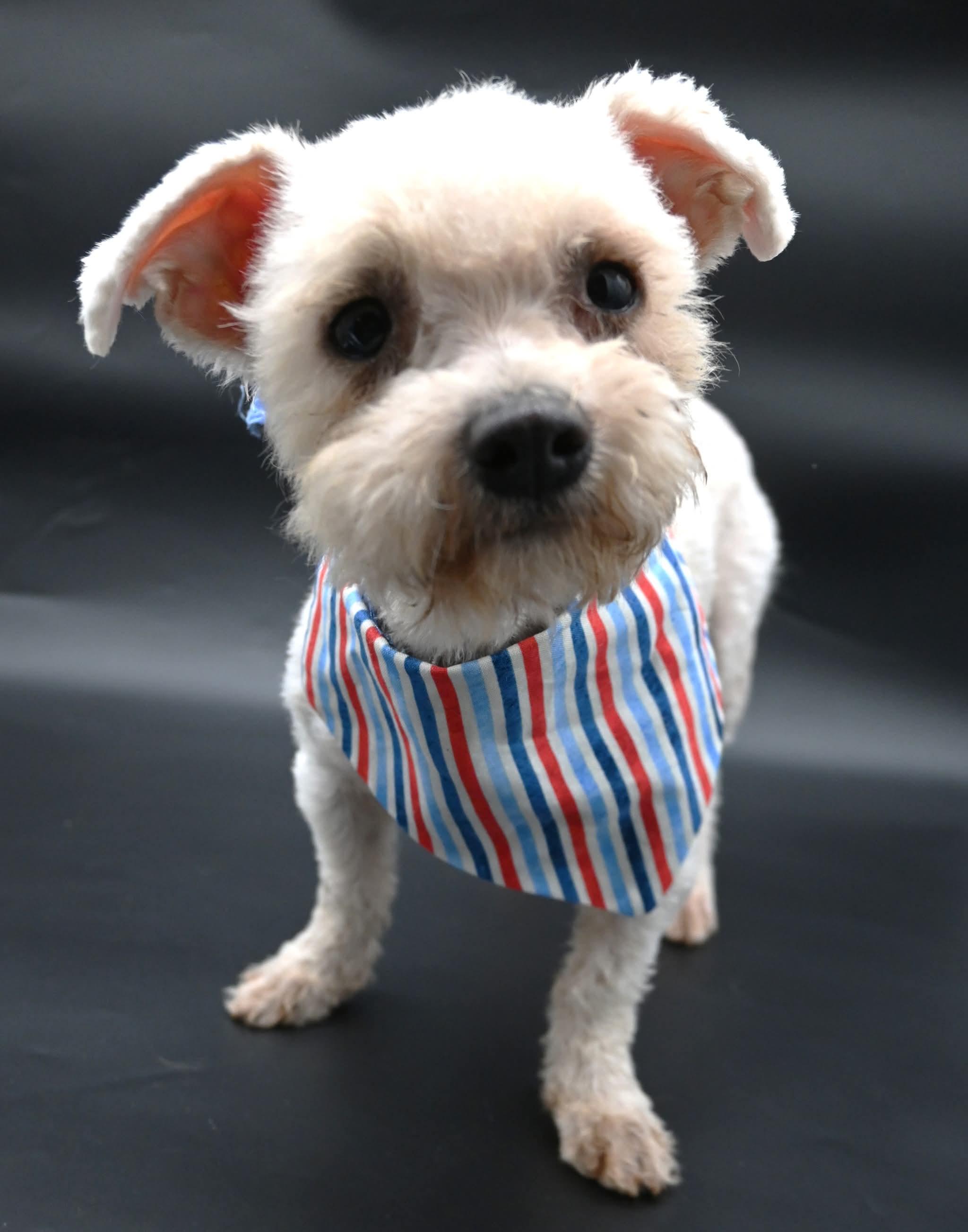 Lorax. ( Super Affectionate), a Adoptable mixed breed in Farmington, CT image 5/6