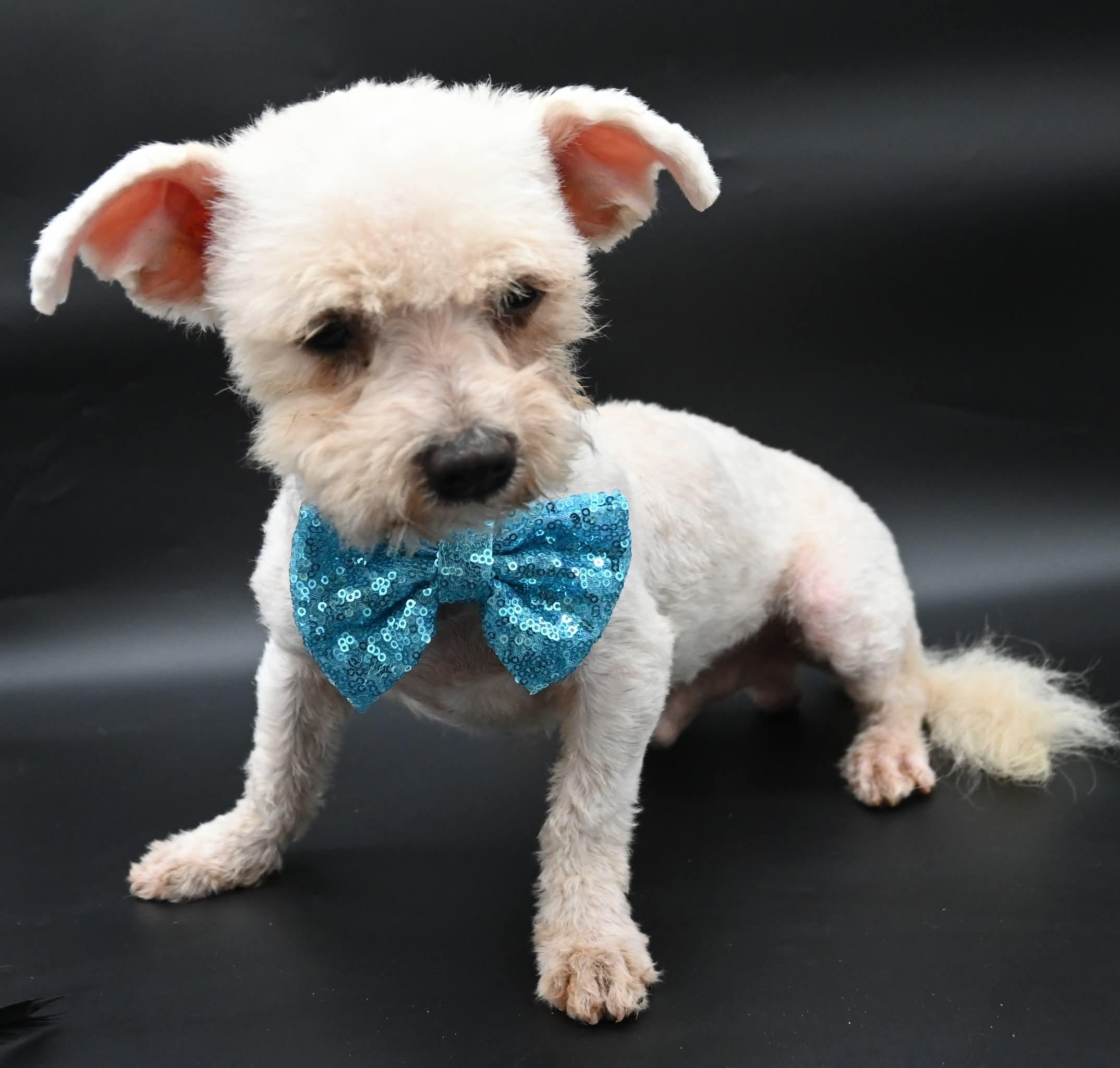 Lorax. ( Super Affectionate), Adoptable, Young Male Maltipoo & Terrier.