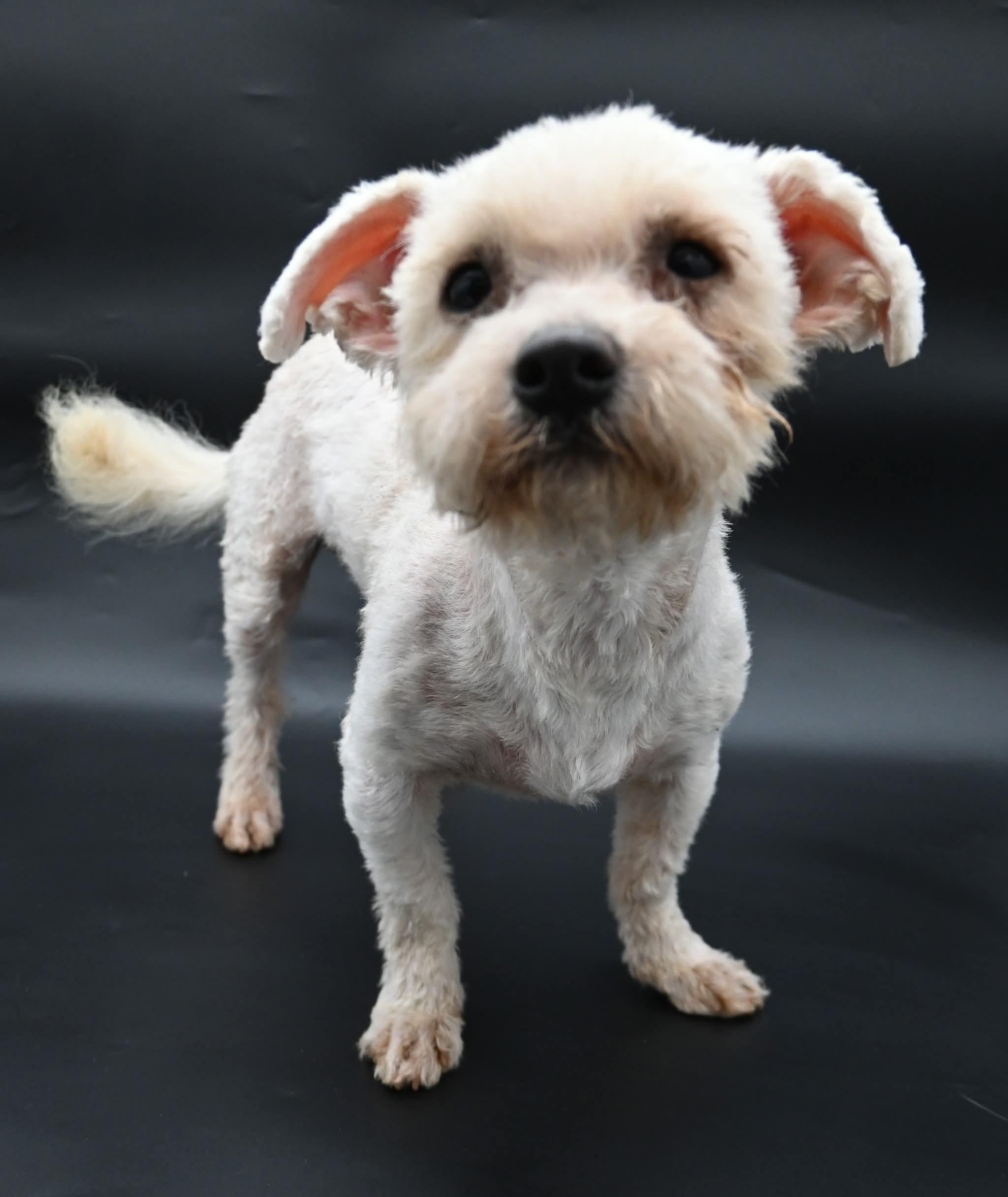 Lorax. ( Super Affectionate), a Adoptable mixed breed in Farmington, CT image 3/6