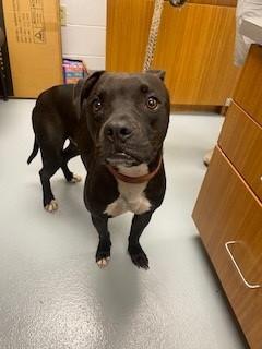 CHIP, Adoptable, Young Male Boxer & Mixed Breed.