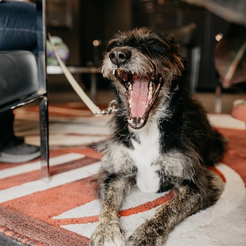 Enlarge Kika, a ADOPTABLE mixed breed in Mississauga, ON image 4/6