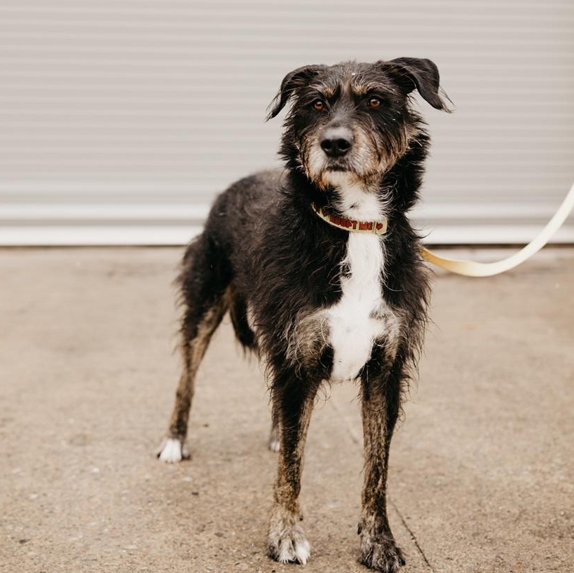 Enlarge Kika, a ADOPTABLE mixed breed in Mississauga, ON image 5/6