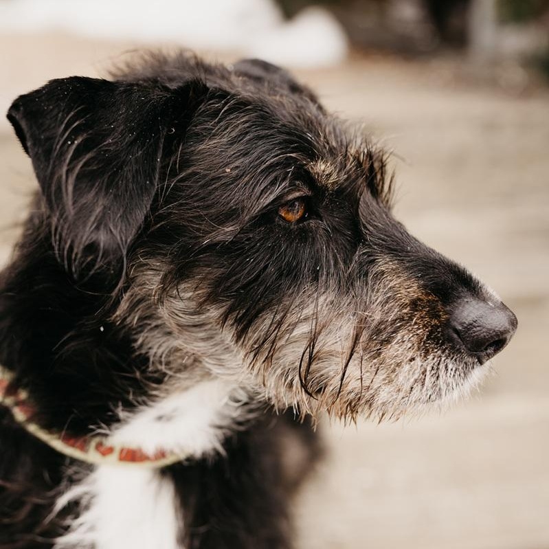 Enlarge Kika, a ADOPTABLE mixed breed in Mississauga, ON image 3/6