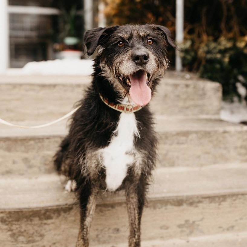 Enlarge Kika, a ADOPTABLE mixed breed in Mississauga, ON image 1/6