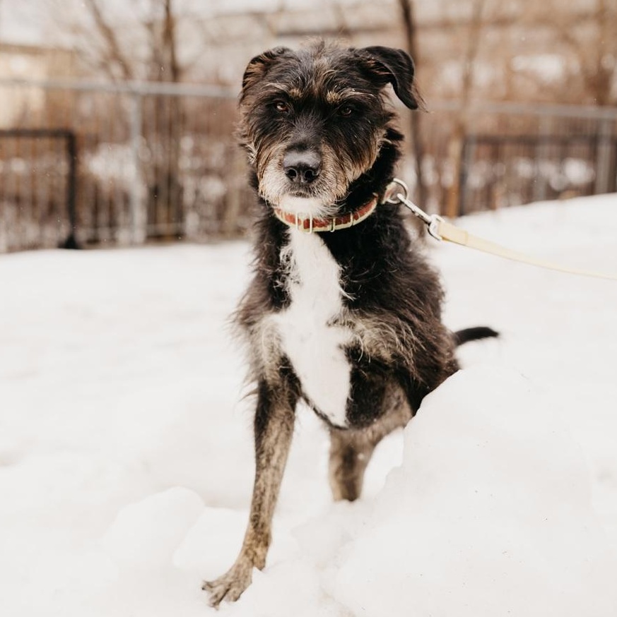 Enlarge Kika, a ADOPTABLE mixed breed in Mississauga, ON image 2/6