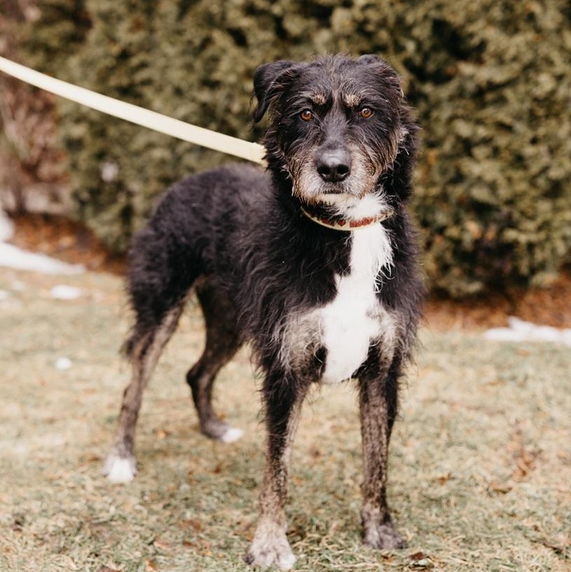 Enlarge Kika, a ADOPTABLE mixed breed in Mississauga, ON image 6/6