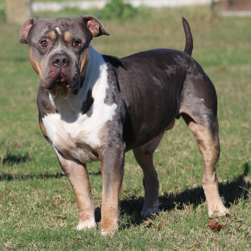 Enlarge Jimbo Square Pants, a Adoptable American Bully in Temple, TX image 1/3