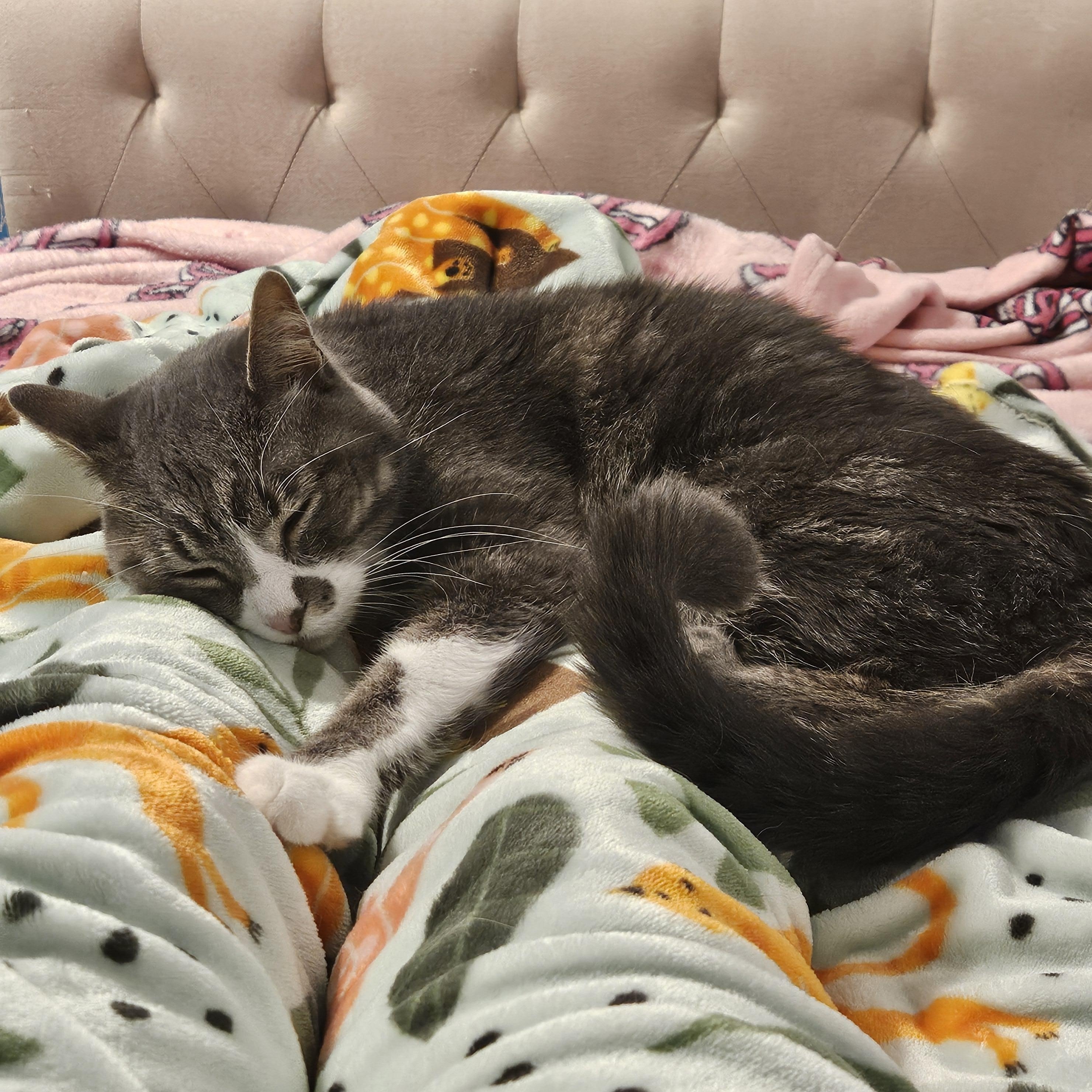 Enlarge Wren, a Adoptable Domestic Short Hair in Neenah, WI image 3/6