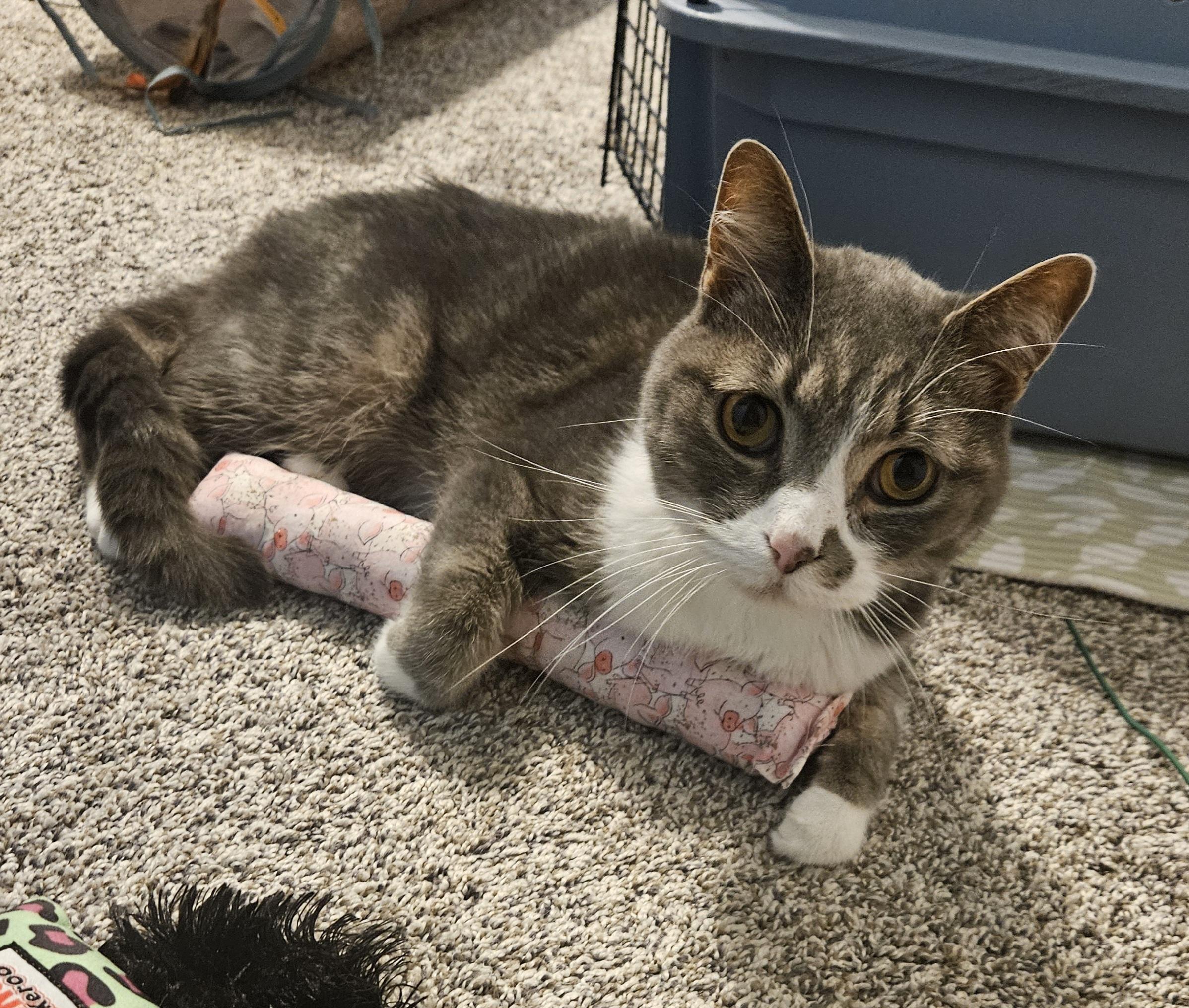 Enlarge Wren, a Adoptable Domestic Short Hair in Neenah, WI image 1/6