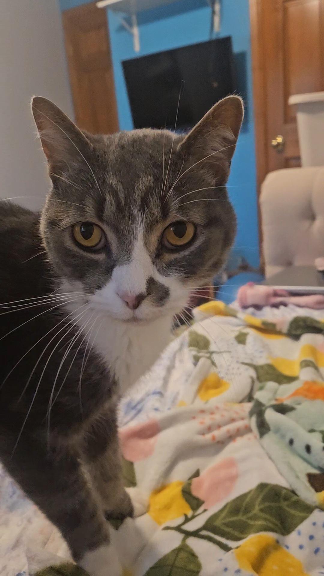 Enlarge Wren, a Adoptable Domestic Short Hair in Neenah, WI image 6/6