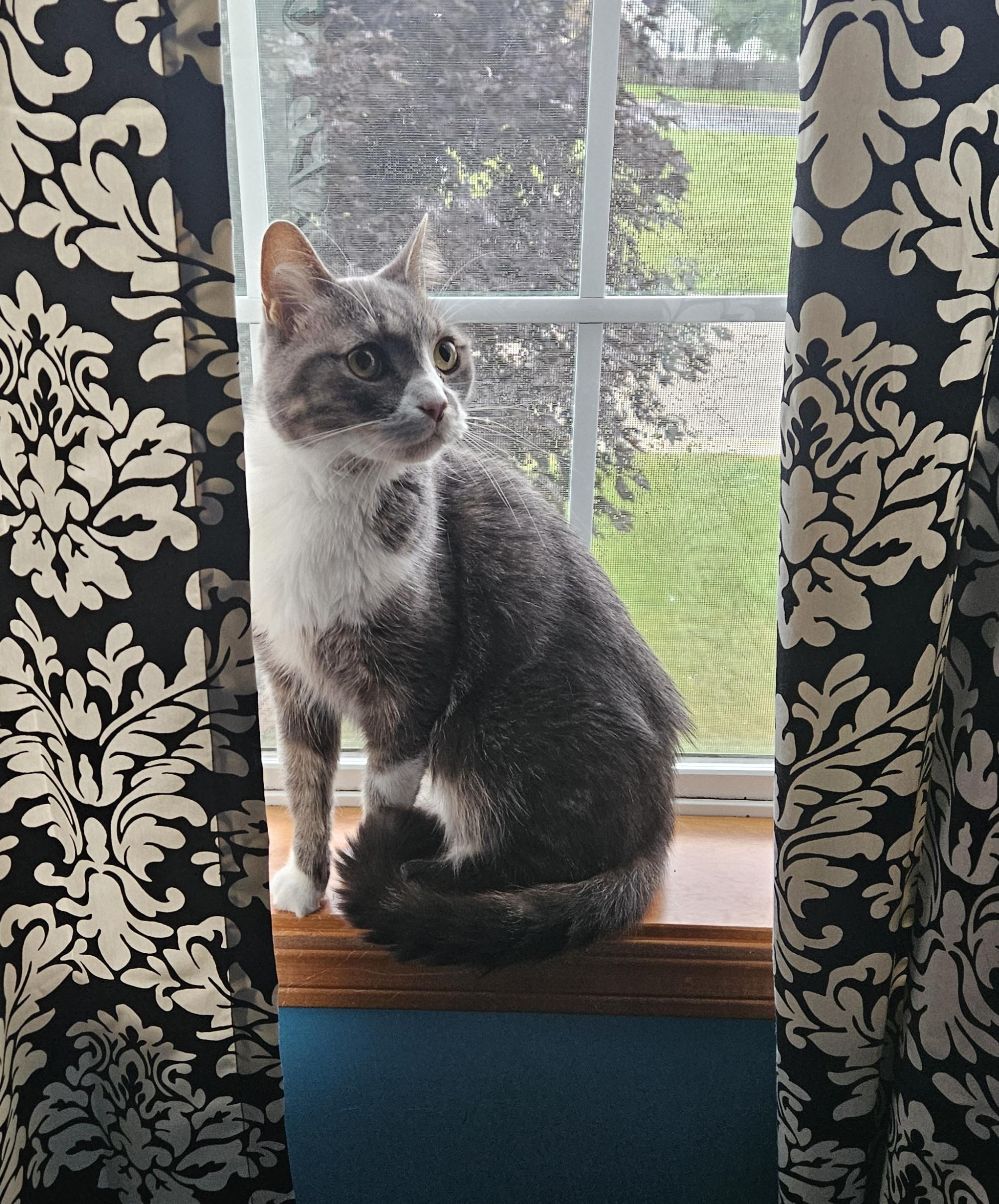 Enlarge Wren, a Adoptable Domestic Short Hair in Neenah, WI image 5/6