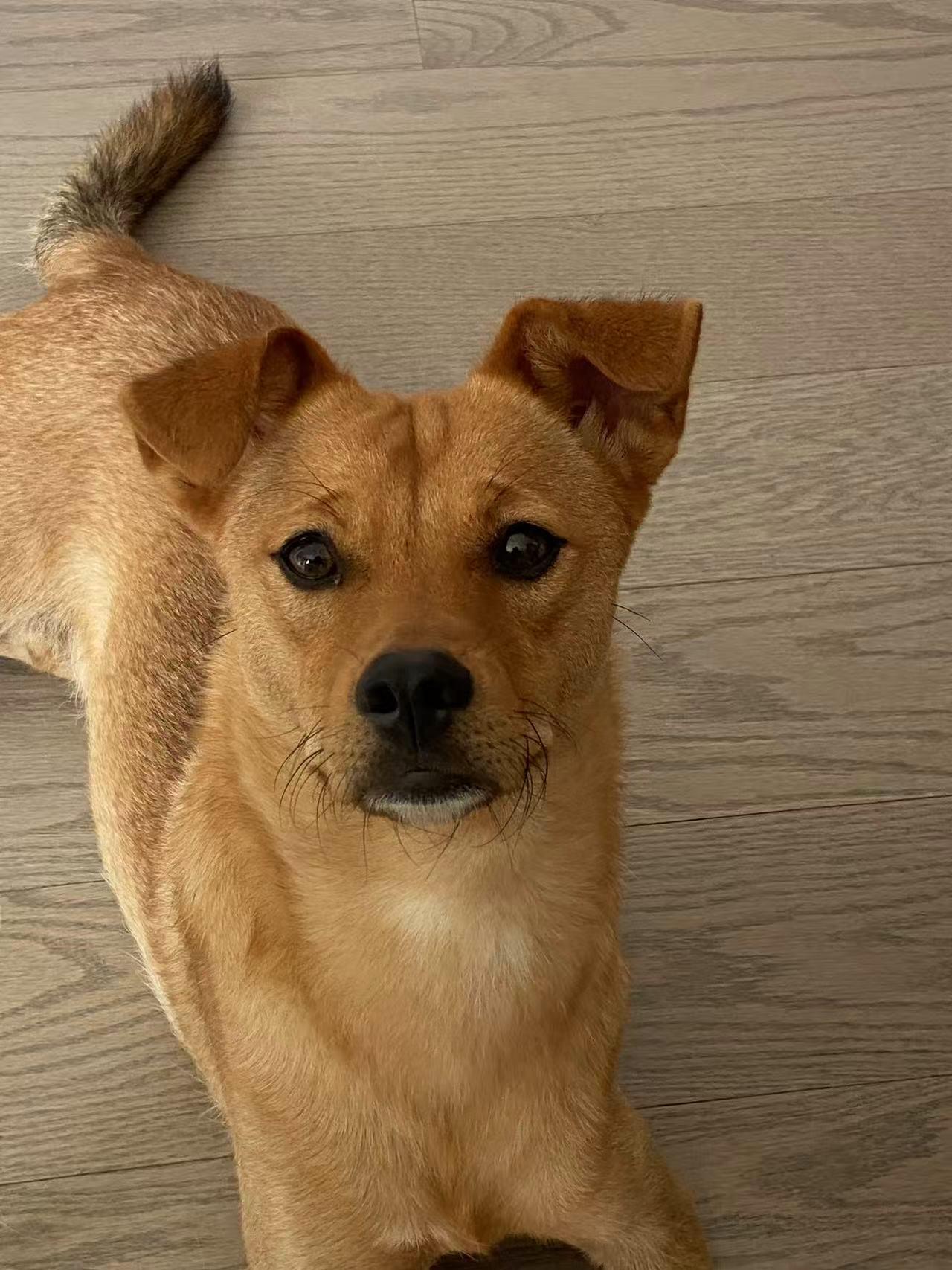 Milo, a Adoptable Mixed Breed in Markham, ON image 4/4