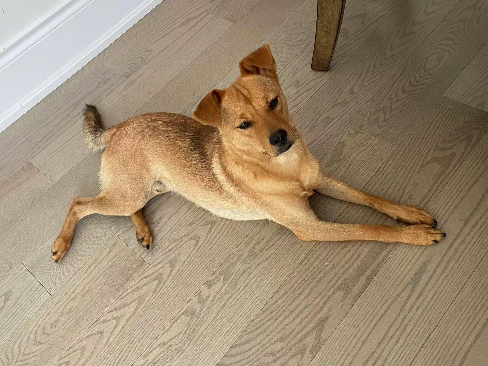 Milo, a Adoptable Mixed Breed in Markham, ON image 2/4