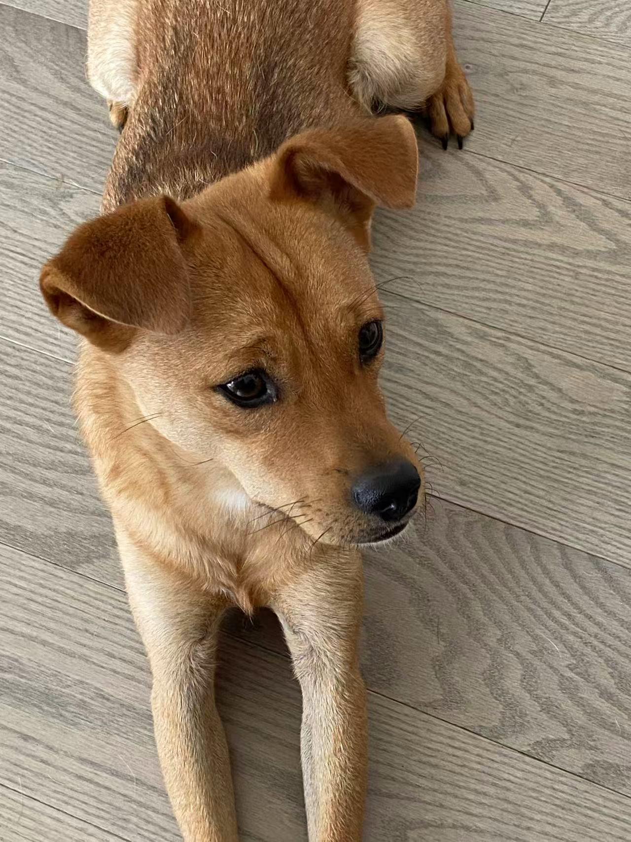 Milo, a Adoptable Mixed Breed in Markham, ON image 3/4