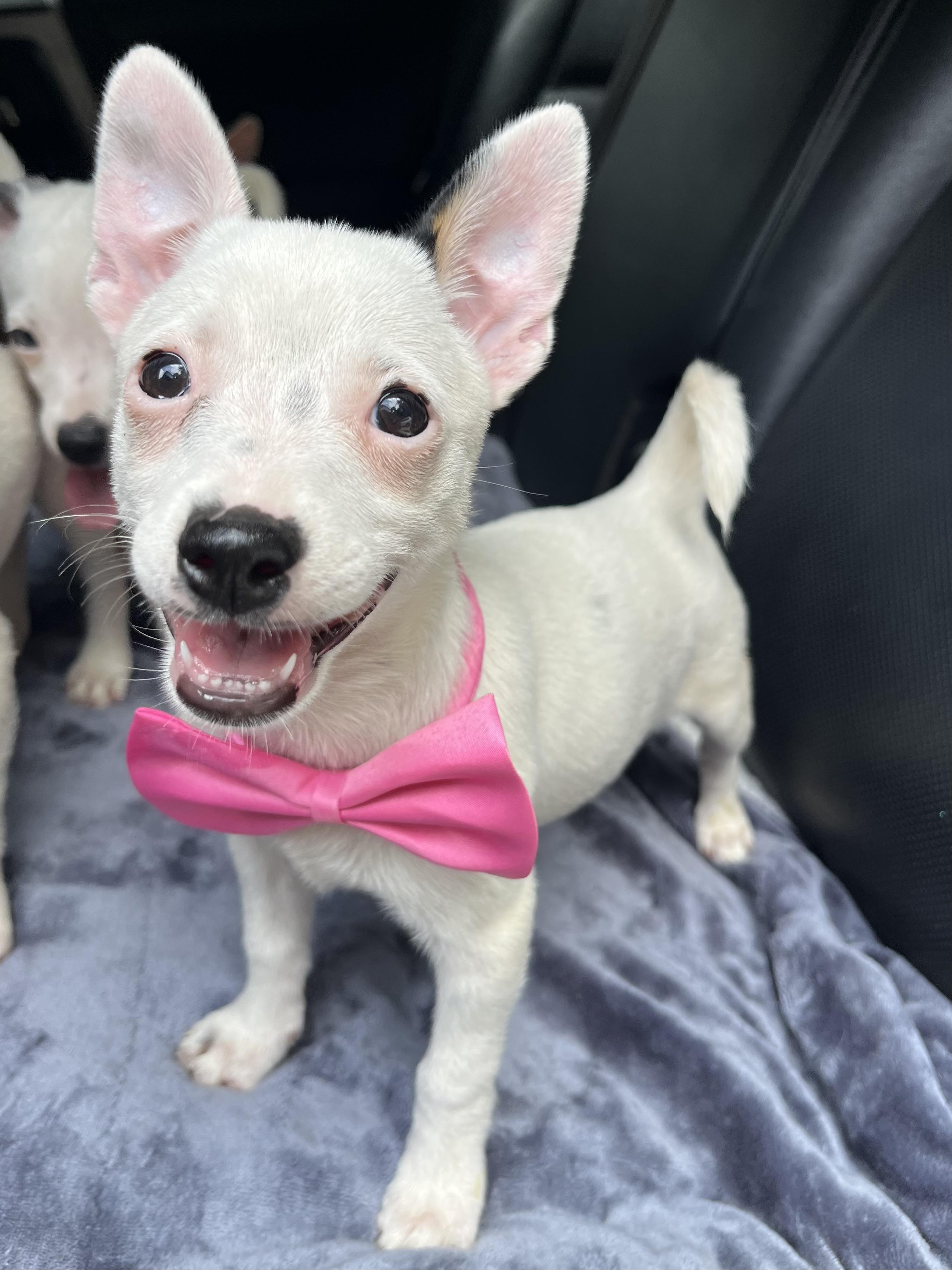 Enlarge Daisy, a Adoptable mixed breed in Fayetteville , NC image 6/6