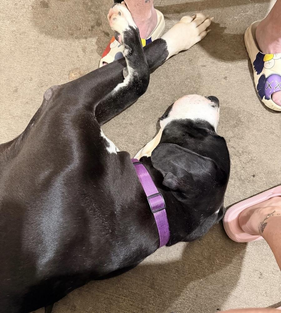 Enlarge Woody (26-030), a Adoptable Great Dane in Eagan, MN image 1/6