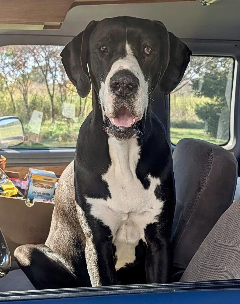 Enlarge Woody (26-030), a Adoptable Great Dane in Eagan, MN image 2/6