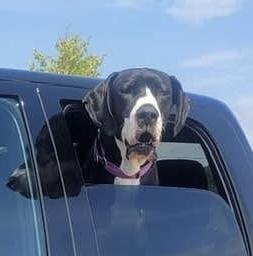 Enlarge Woody (26-030), a Adoptable Great Dane in Eagan, MN image 3/6