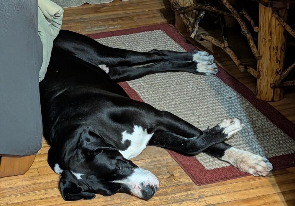 Enlarge Woody (26-030), a Adoptable Great Dane in Eagan, MN image 5/6