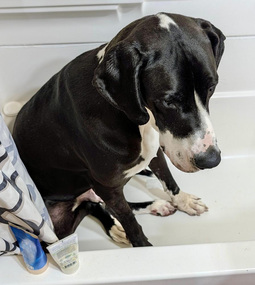 Enlarge Woody (26-030), a Adoptable Great Dane in Eagan, MN image 6/6