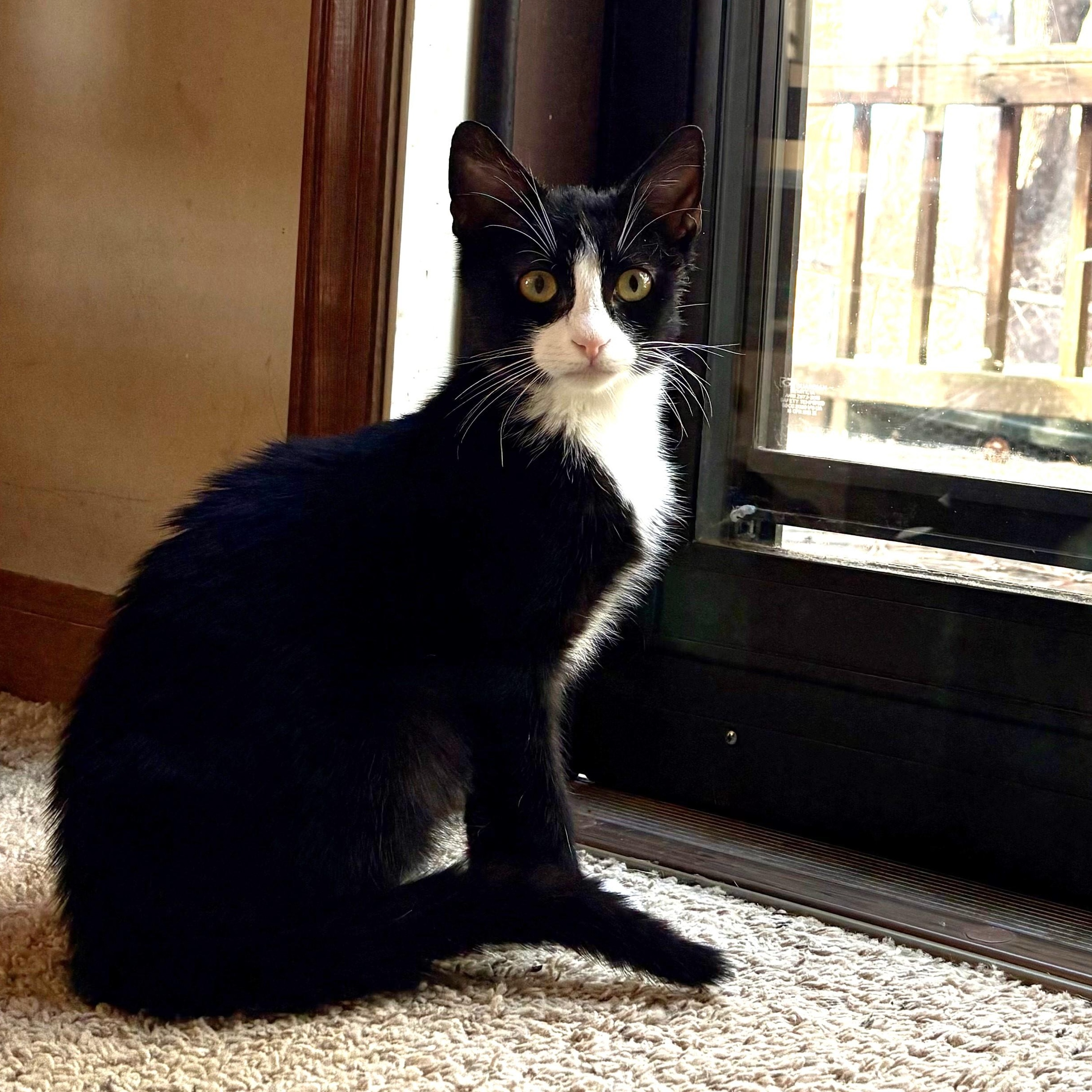 Tiny Tim Cratchit, ADOPTABLE, Kitten Male Domestic Short Hair.