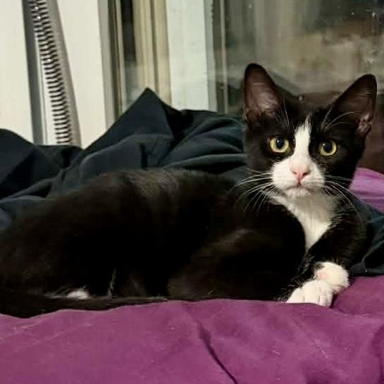 Enlarge Tiny Tim Cratchit, a ADOPTABLE Domestic Short Hair in Apex, NC image 5/6