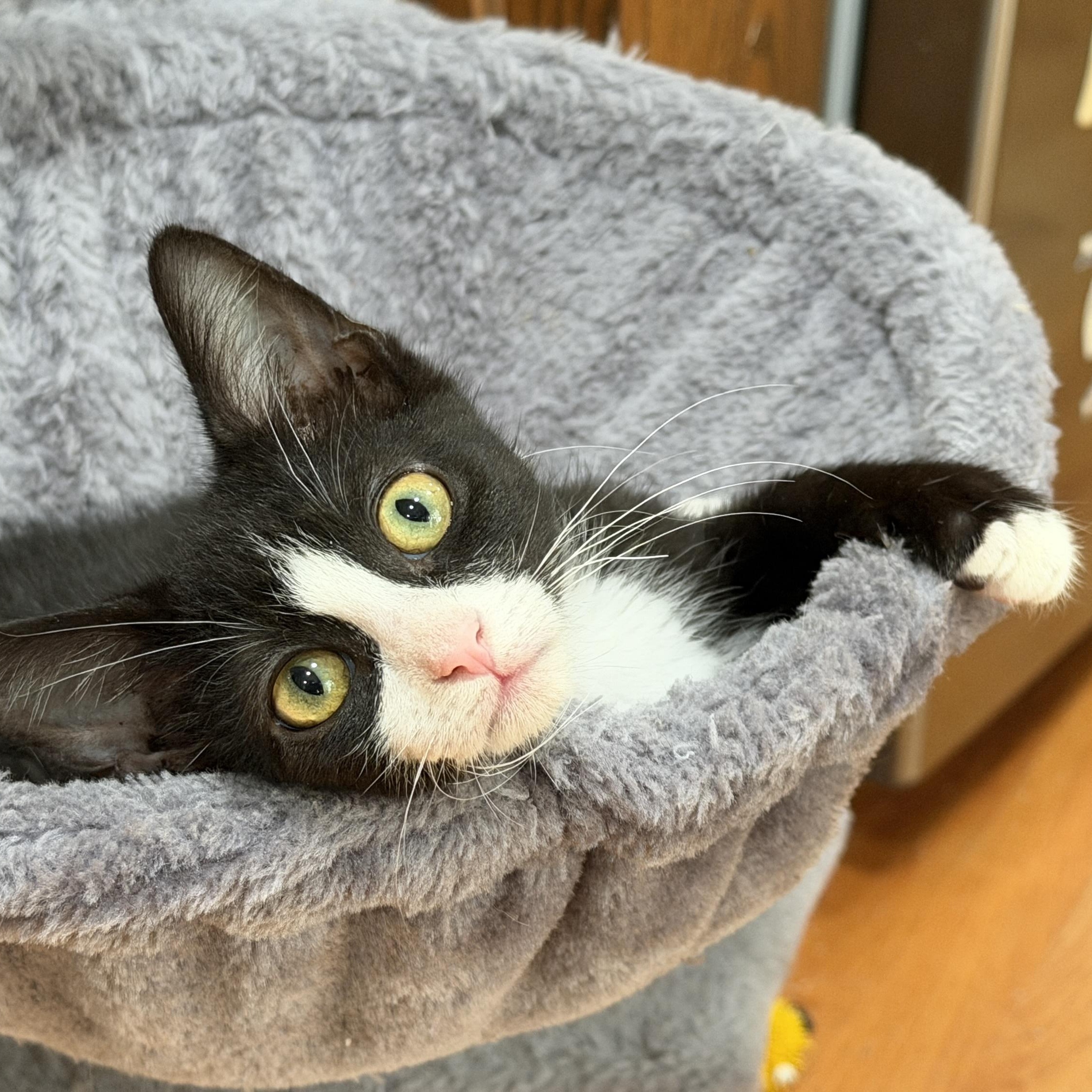 Enlarge Tiny Tim Cratchit, a ADOPTABLE Domestic Short Hair in Apex, NC image 4/6