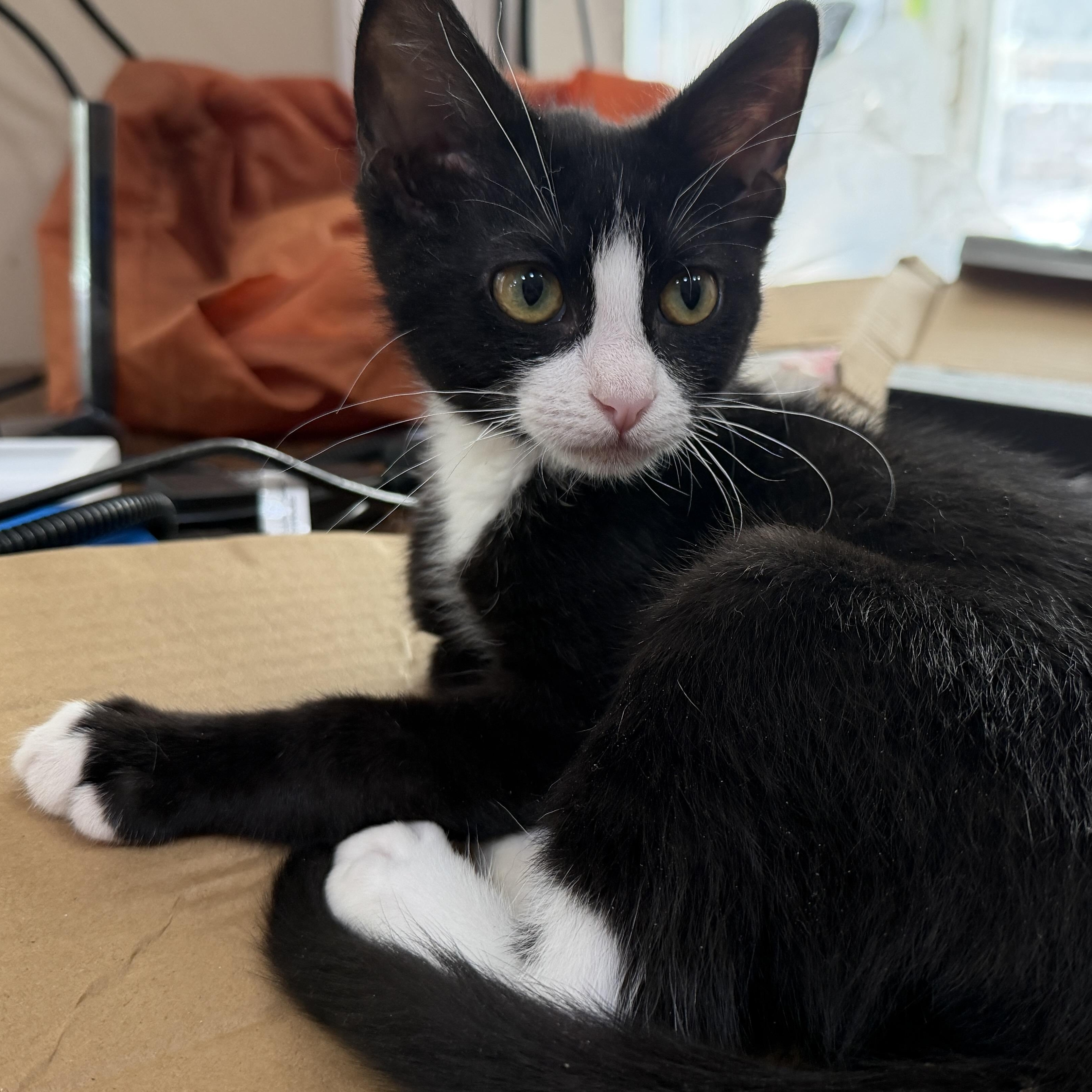 Enlarge Tiny Tim Cratchit, a ADOPTABLE Domestic Short Hair in Apex, NC image 6/6