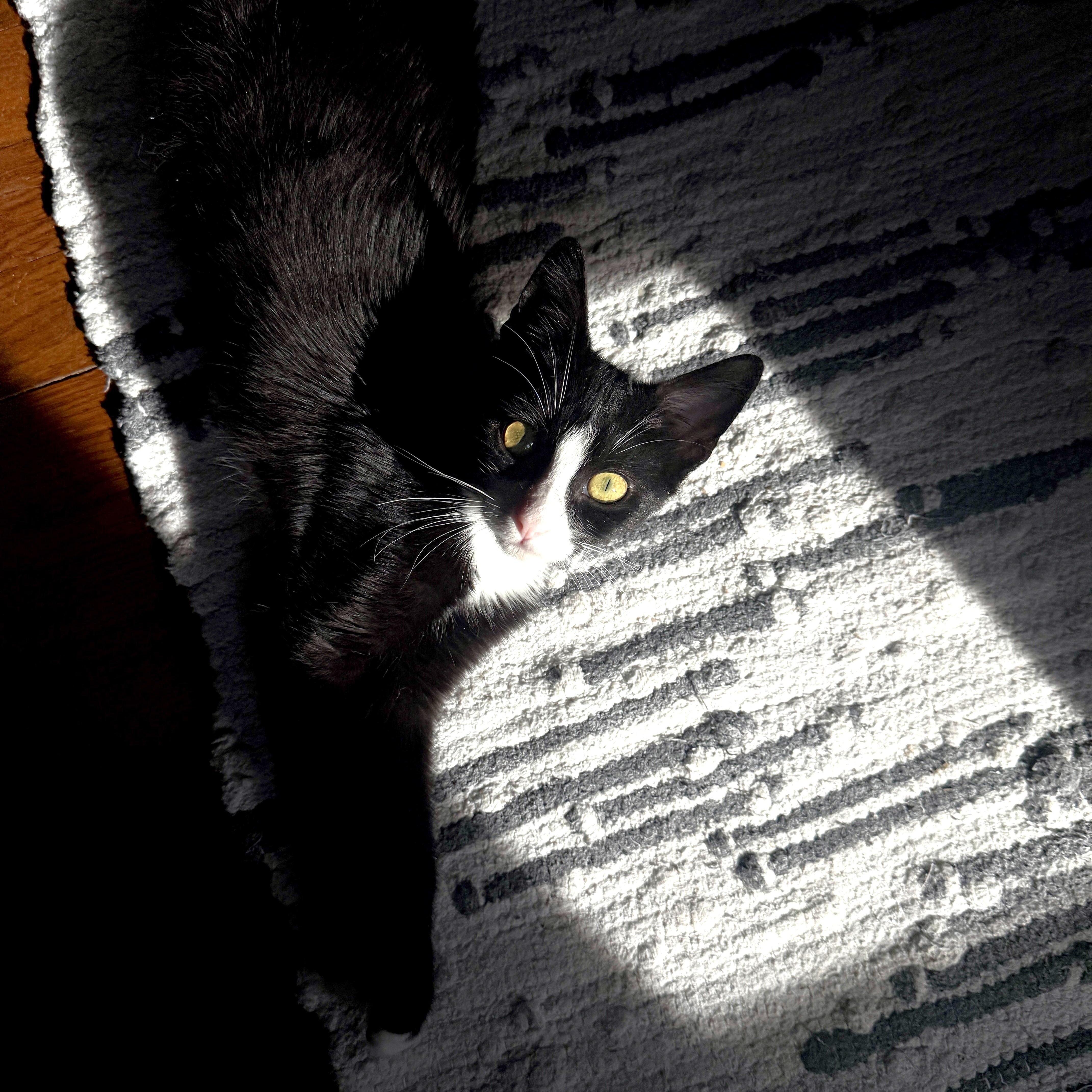 Enlarge Tiny Tim Cratchit, a ADOPTABLE Domestic Short Hair in Apex, NC image 2/6