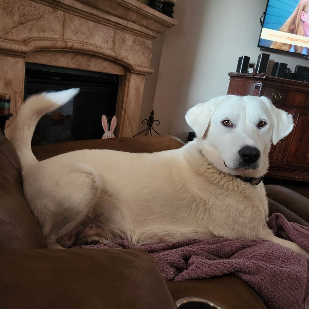 Dog for adoption Stella (Courtesy Post), a Great Pyrenees Mix in