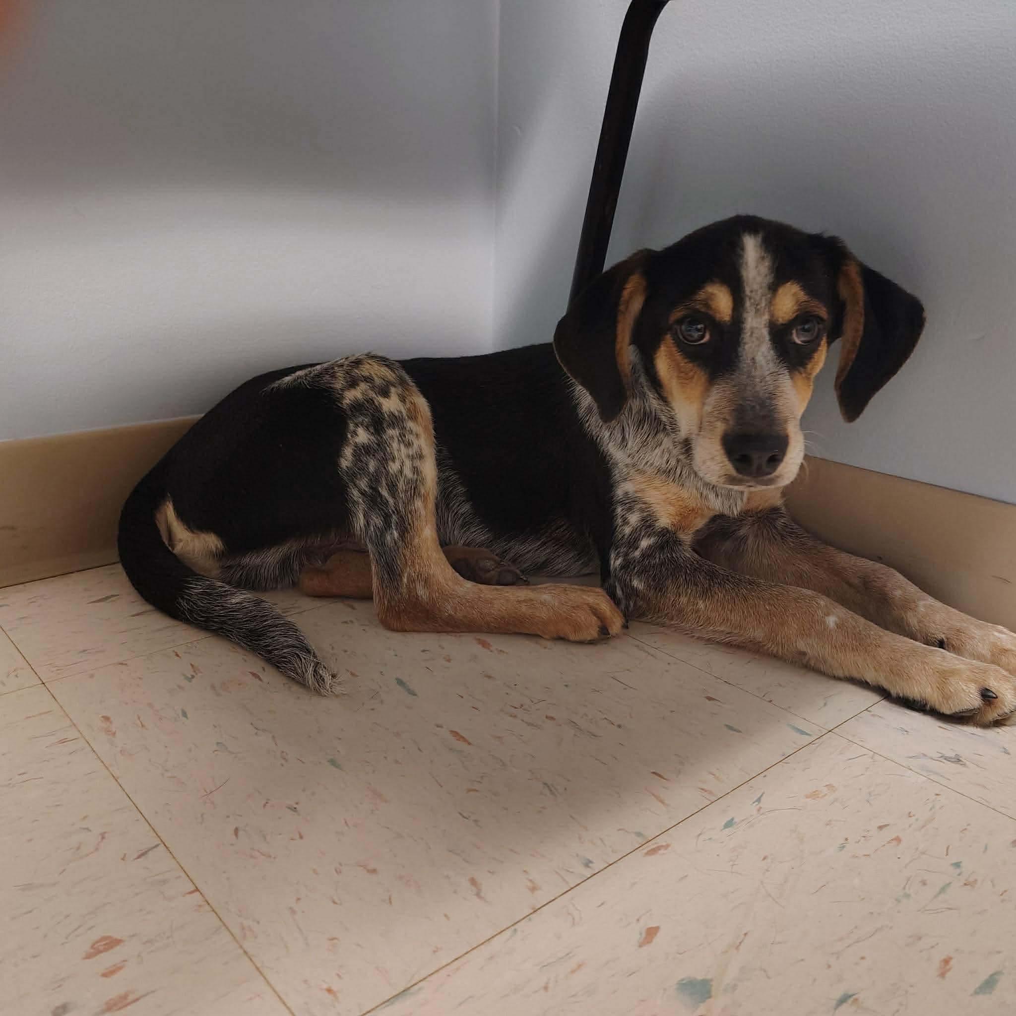 Enlarge Jasper, a ADOPTABLE mixed breed in Westwood, NJ image 3/6