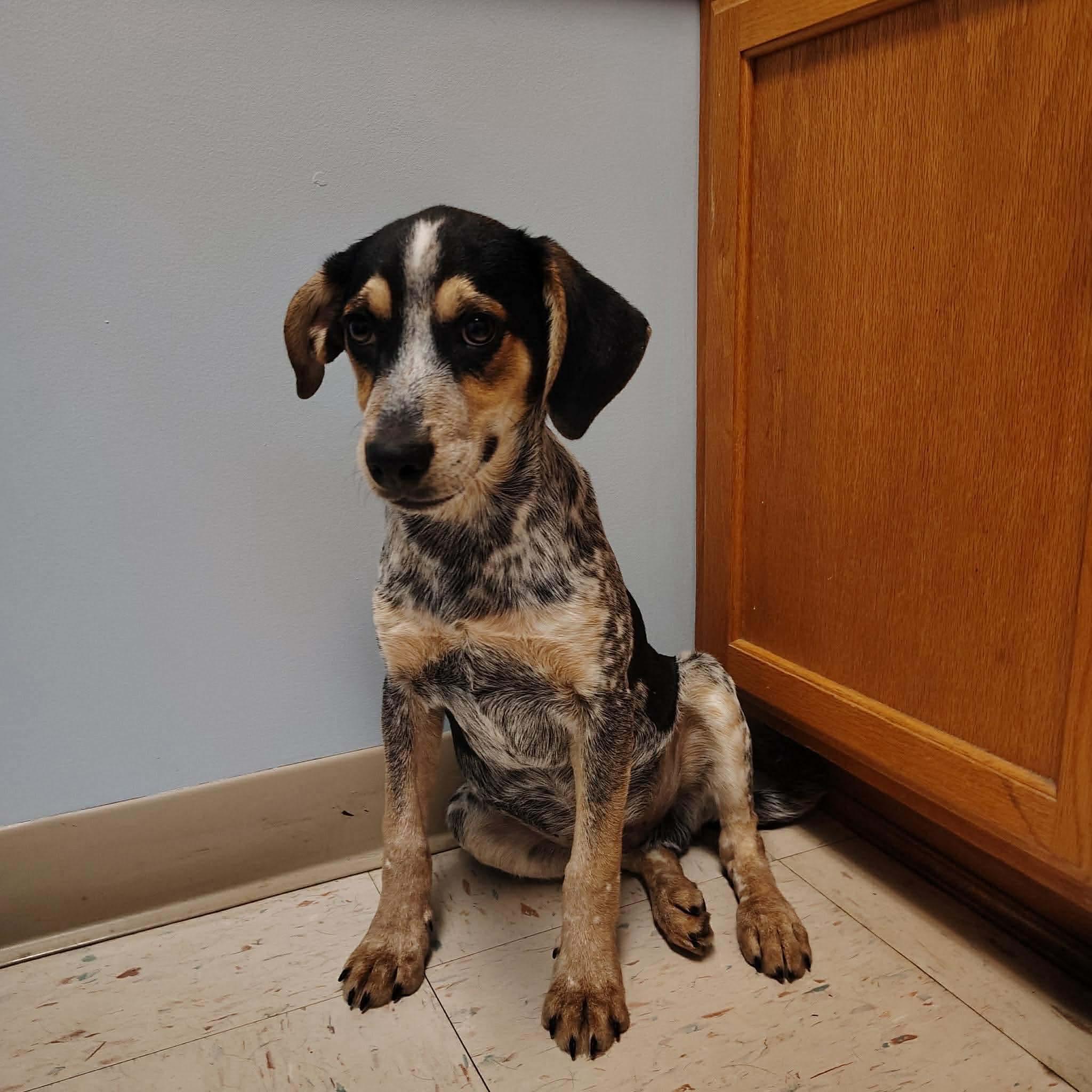 Enlarge Jasper, a ADOPTABLE mixed breed in Westwood, NJ image 2/6