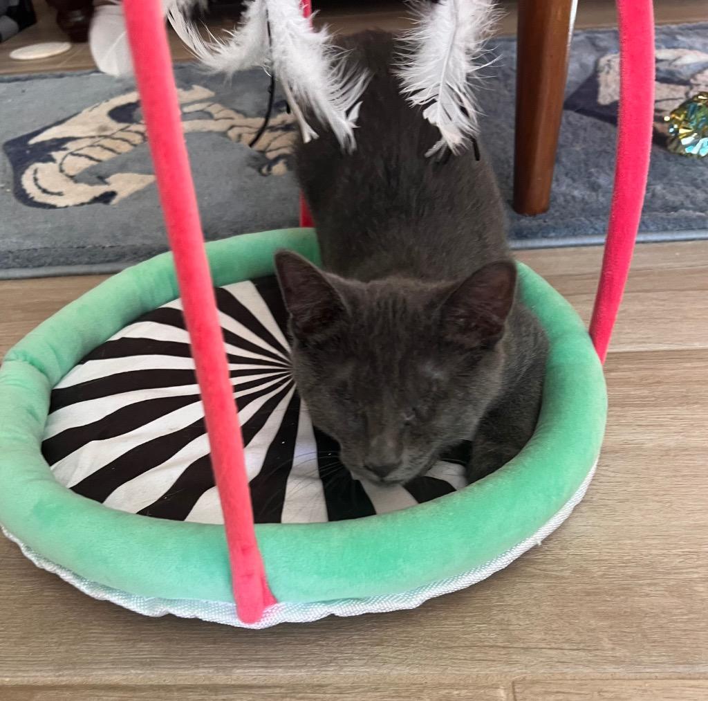 Enlarge Jake, a Adoptable Domestic Short Hair in Fort Myers, FL image 1/5