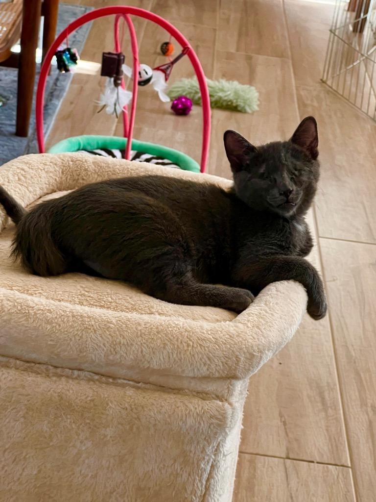 Enlarge Jake, a Adoptable Domestic Short Hair in Fort Myers, FL image 2/5