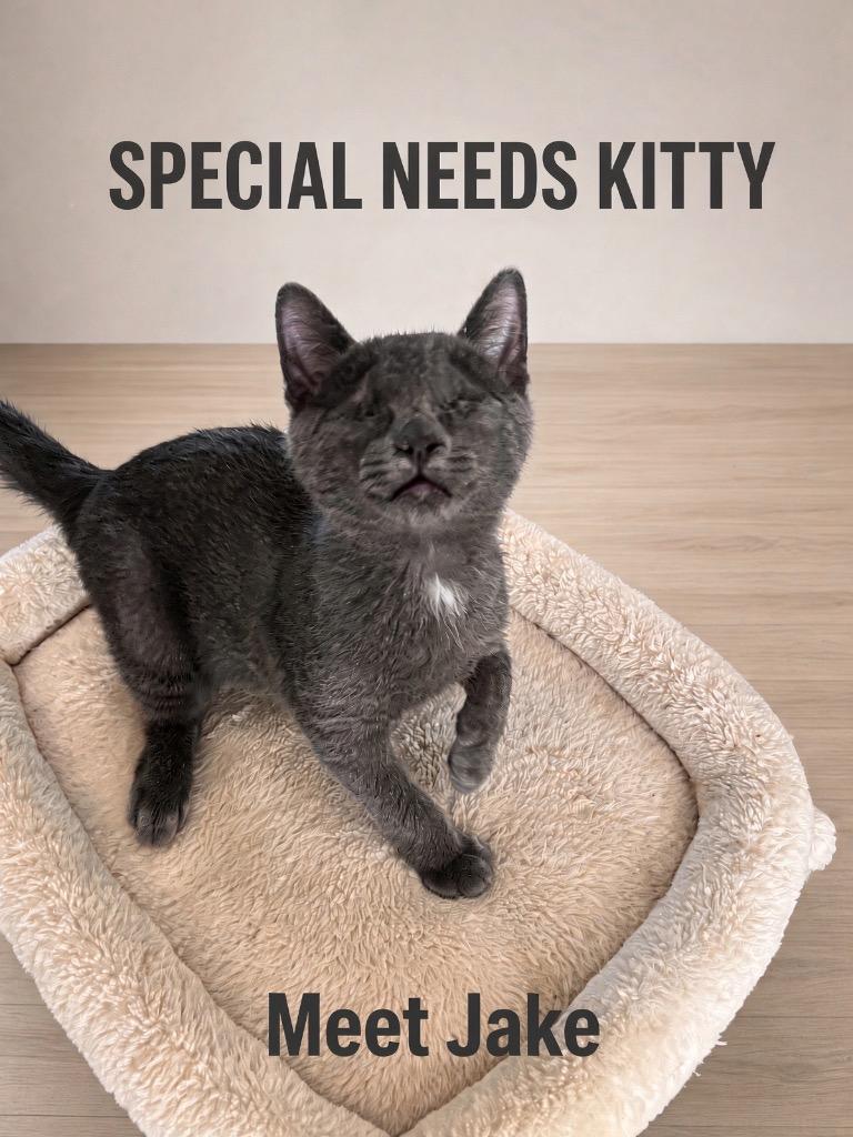 Enlarge Jake, a Adoptable Domestic Short Hair in Fort Myers, FL image 3/5