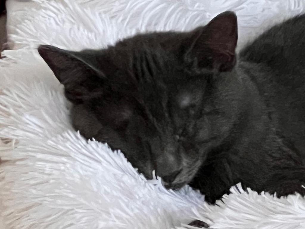 Enlarge Jake, a Adoptable Domestic Short Hair in Fort Myers, FL image 5/5