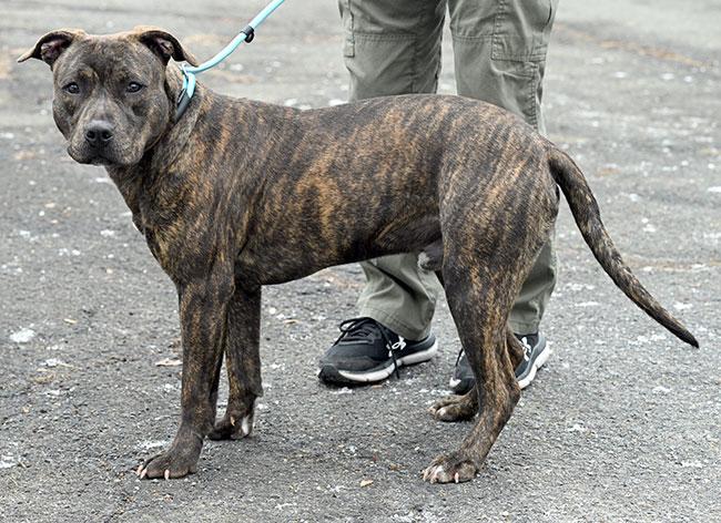 Enlarge #21 Dexter, a ADOPTABLE mixed breed in New Haven, CT image 3/3